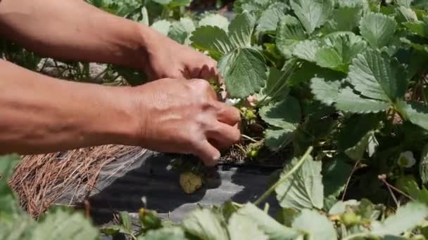 Landwirt arbeitet auf Erdbeerplantage. Biologischer Landbau. Landwirtschaft und Agrarindustrie. Händeaussaat und Erntepflege — Stockvideo