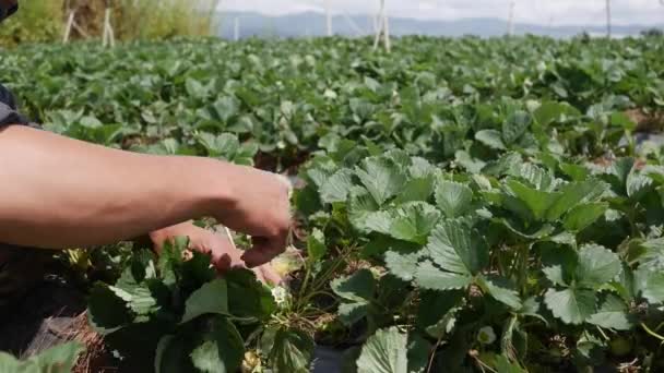 Farmář pracuje na jahodové plantáži. Ekologické zemědělství. Zemědělství a agrobyznys. Ruční setí a osetí — Stock video