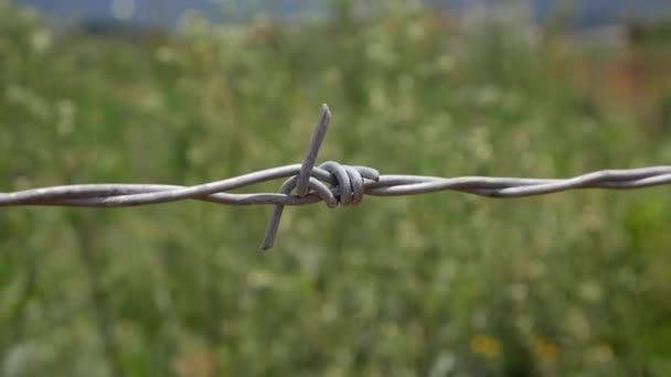 Taggtråd på staketet — Stockvideo