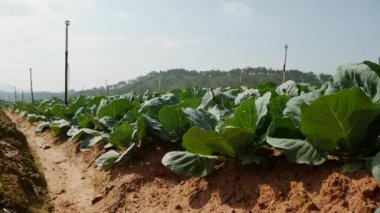 Lahana tarlası hasat için hazır. Sebzeler, organik tarım. Tarım ve tarım sektörü