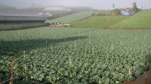 Lahana tarlası hasat için hazır. Sebzeler, organik tarım. Tarım ve tarım sektörü — Stok video