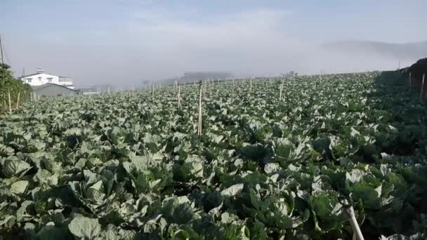 A káposzta készen áll a betakarításra. Zöldségek, biogazdálkodás. Mezőgazdaság és agráripar — Stock videók