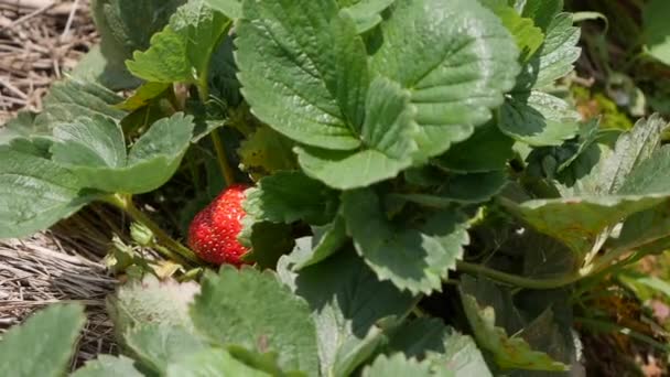 Red and green strawberries on the garden bed. Organic farming. Agriculture and agribusiness. Hand sowing and crop care — Stock Video