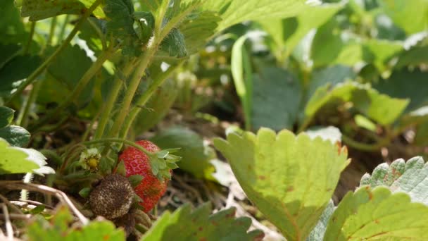 Fresas rojas y verdes en la cama del jardín. Agricultura ecológica. Agricultura y agroindustria. Siembra manual y cuidado de cultivos — Vídeo de stock