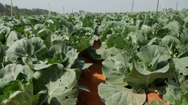 Champ de chou prêt à être récolté. Légumes, agriculture biologique. Agriculture et agro-industrie — Video