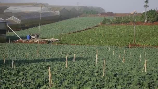 Bidang kubis siap untuk panen. Sayuran, pertanian organik. Pertanian dan agribisnis — Stok Video