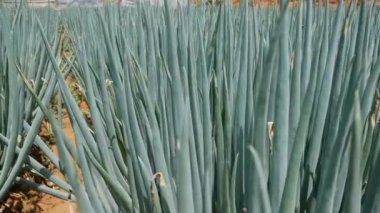 Yazın taze soğan çiftliği. Tarım alanları, tarım, organik sebzeler. Sebze bahçesinde taze yeşil soğan sapları. Organik tarım, tarım endüstrisi