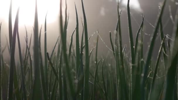 Plantation d'oignons verts en été au lever du soleil. Champs agricoles, agriculture, culture de légumes biologiques. tiges vertes fraîches d'oignon dans le potager. Ferme biologique, industrie agricole — Video