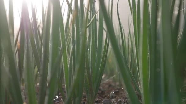 Plantacja zielonej cebuli latem o wschodzie słońca. Pola uprawne, rolnictwo, uprawy warzyw ekologicznych. Świeże zielone łodygi cebuli w ogrodzie warzywnym. Gospodarstwo ekologiczne, przemysł rolniczy — Wideo stockowe