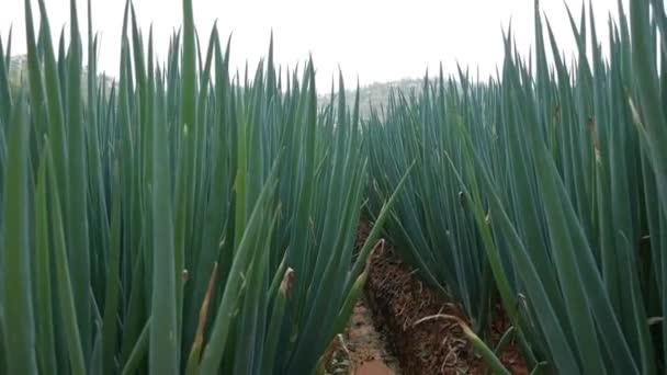 Grön lök plantage på sommaren. Jordbruksområden, jordbruk, ekologisk odling av grönsaker. Färska gröna lökstjälkar i grönsaksträdgården. Ekologisk odling, jordbruksindustri — Stockvideo