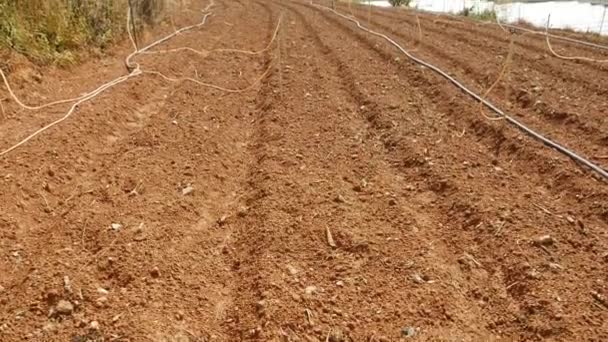 Plowed field is ready for sowing seeds in the countryside. Vegetables, organic farming. Agriculture and agribusiness — Stock Video