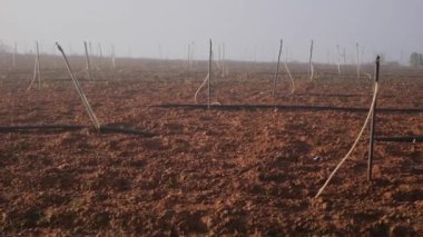 Pürüzlü tarlalar tohum ekmeye hazır. Sebzeler, organik tarım. Tarım ve tarım sektörü