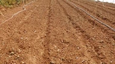 Pürüzlü tarlalar tohum ekmeye hazır. Sebzeler, organik tarım. Tarım ve tarım sektörü