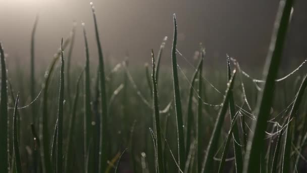 Plantacja zielonej cebuli latem o wschodzie słońca. Pola uprawne, rolnictwo, uprawy warzyw ekologicznych. Świeże zielone łodygi cebuli w ogrodzie warzywnym. Gospodarstwo ekologiczne, przemysł rolniczy — Wideo stockowe