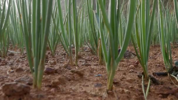 Green onions plantation in summer. Farming fields, agriculture, organic vegetables growing. Fresh green stalks of onion in vegetable garden. Organic farm, agriculture industry — Stock Video