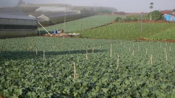 収穫の準備ができてキャベツのフィールド。野菜、有機農業。農業・営農 — ストック動画