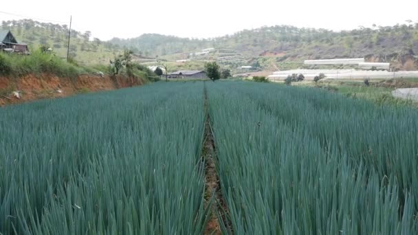 Plantação de cebolas verdes no verão. Campos agrícolas, agricultura, cultivo de vegetais orgânicos. Hastes verdes frescos de cebola em horta. Agricultura biológica, indústria agrícola — Vídeo de Stock