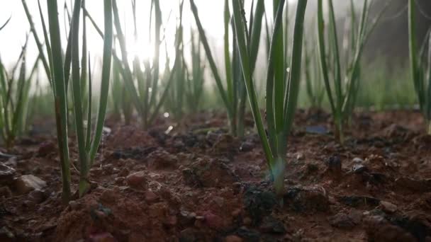 Grüne Zwiebelplantage im Sommer bei Sonnenaufgang. Ackerbau, Landwirtschaft, biologischer Gemüseanbau. Frische grüne Zwiebelstängel im Gemüsegarten. Biolandbau, Landwirtschaft — Stockvideo