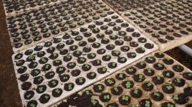 Serada filizlenmiş taze fidanlar. Çiftlik teması. Endüstriyel ölçekte sebze tohumları