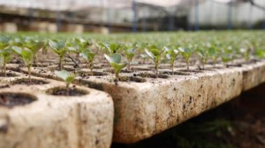 Serada filizlenmiş taze fidanlar. Çiftlik teması. Endüstriyel ölçekte sebze tohumları
