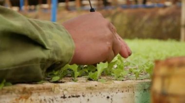 Serada filizlenen taze salata filizlerini yeniden filizlendiren çiftçi. Çiftlik teması. Endüstriyel ölçekte sebze tohumları