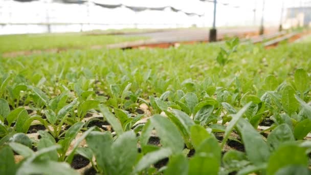 Проростають молоді саджанці шпинату в теплиці. Тема ферми. Розсада овочевих культур в промислових масштабах — стокове відео