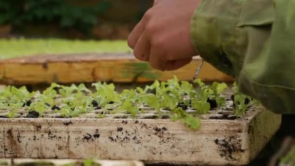 Boer herbeplanting ontsproot jonge salade zaailingen in een kas. Boerderij thema. Zaailingen van groentegewassen op industriële schaal — Stockvideo