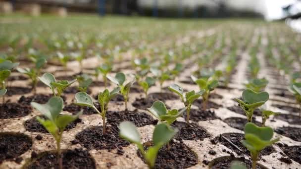 Sprouted young seedlings in a greenhouse. Farm theme. Seedlings of vegetable crops on an industrial scale — Stock Video