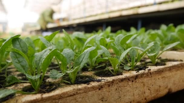 온실에서 어린 시금치를 번식시켰습니다. 농장 테마. 공업적 인 규모로 채소를 재배하는 일 — 비디오