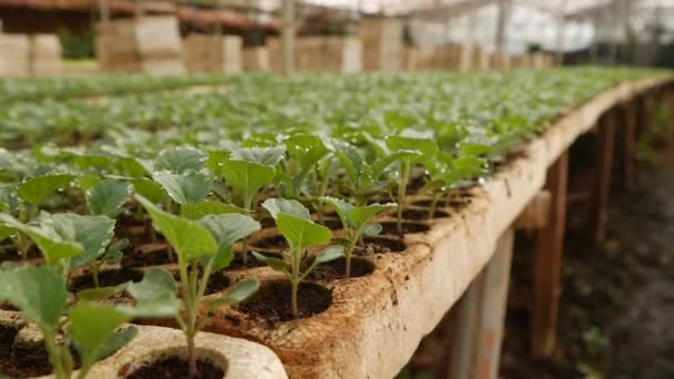 Jeunes plants de chou germés dans une serre. Thème agricole. Semis de cultures maraîchères à l'échelle industrielle — Video