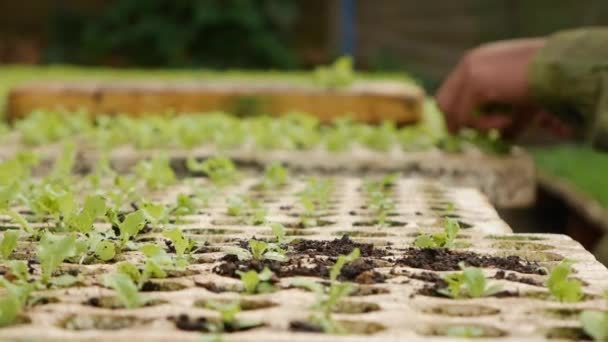 Fermier replantarea răsadurilor tinere de salată încolțite într-o seră. Tema fermei. Răsaduri de culturi vegetale la scară industrială — Videoclip de stoc