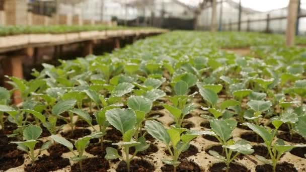 Sprouted young cabbage seedlings in a greenhouse. Farm theme. Seedlings of vegetable crops on an industrial scale — Stock Video