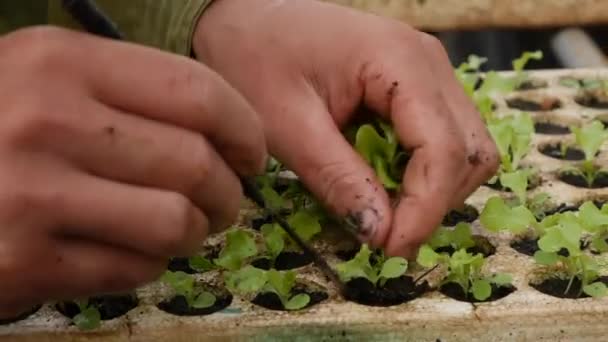 Фермер пересаджує паростки молодих салатних розсади в теплицю. Тема ферми. Розсада овочевих культур в промислових масштабах — стокове відео