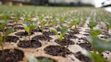 Serada filizlenmiş taze fidanlar. Çiftlik teması. Endüstriyel ölçekte sebze tohumları