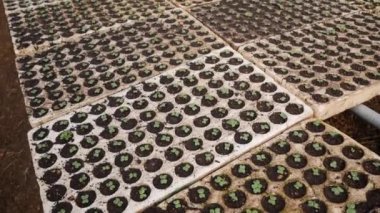 Serada filizlenmiş taze fidanlar. Çiftlik teması. Endüstriyel ölçekte sebze tohumları