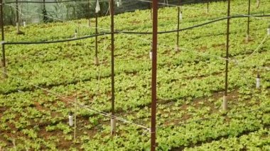 Serada yeşil salata yetiştiriyorum. Çiftlik alanları, organik sebzeler, tarım endüstrisi.
