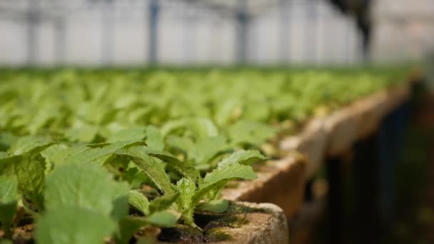 Grodda unga kålplantor i ett växthus. Gårdstema. Plantor av köksväxter i industriell skala — Stockvideo