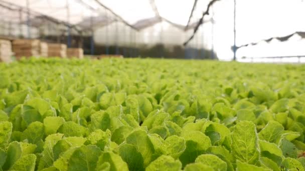 Sprouted young cabbage seedlings in a greenhouse. Farm theme. Seedlings of vegetable crops on an industrial scale — Stock Video