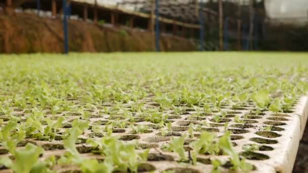 온실에서 어린 샐러드 묘목을 퍼뜨린다. 농장 테마. 공업적 인 규모로 채소를 재배하는 일 — 비디오