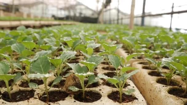 温室で若いキャベツの苗を発芽させました。農場のテーマ。産業規模での野菜作物の苗 — ストック動画