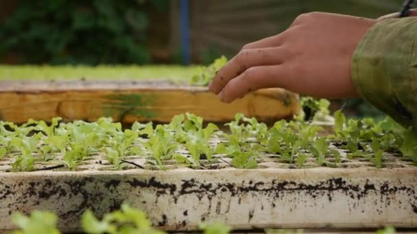 Farmer replanting sprouted young salad seedlings in a greenhouse. Farm theme. Seedlings of vegetable crops on an industrial scale — Stock Video