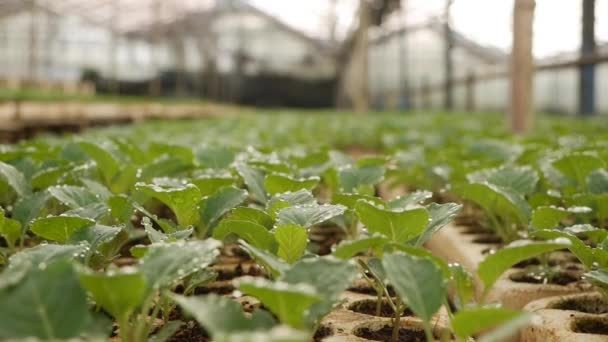 Ausgekeimte junge Kohlpflanzen in einem Gewächshaus. Thema Bauernhof. Sämlinge von Gemüsepflanzen im industriellen Maßstab — Stockvideo