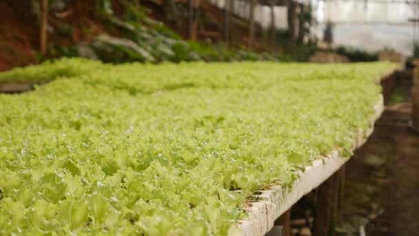 Gescheurde jonge salade zaailingen in een kas. Boerderij thema. Zaailingen van groentegewassen op industriële schaal — Stockvideo