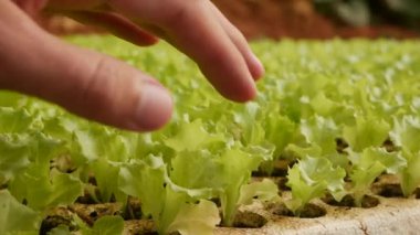 Çiftçi çekleri bir serada taze salata tohumları filizlendirdi. Çiftlik teması. Endüstriyel ölçekte sebze tohumları