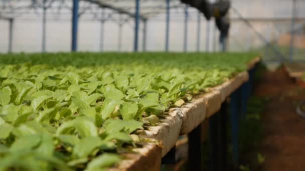 在温室里发芽的卷心菜幼苗.农场主题。工业规模的蔬菜作物种子 — 图库视频影像