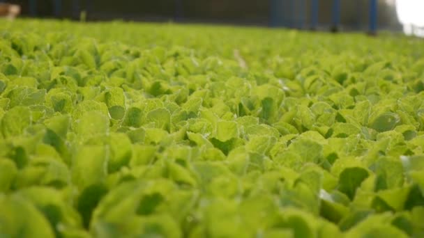 Sprouted young cabbage seedlings in a greenhouse. Farm theme. Seedlings of vegetable crops on an industrial scale — Stock Video
