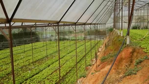 Tumbuh salad hijau di rumah kaca. Ladang pertanian, sayuran organik di pertanian, industri pertanian — Stok Video