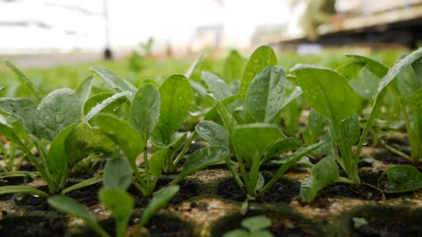在温室里发芽的菠菜幼苗.农场主题。工业规模的蔬菜作物种子 — 图库视频影像