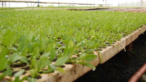 Grodda unga spenatplantor i ett växthus. Gårdstema. Plantor av köksväxter i industriell skala — Stockvideo