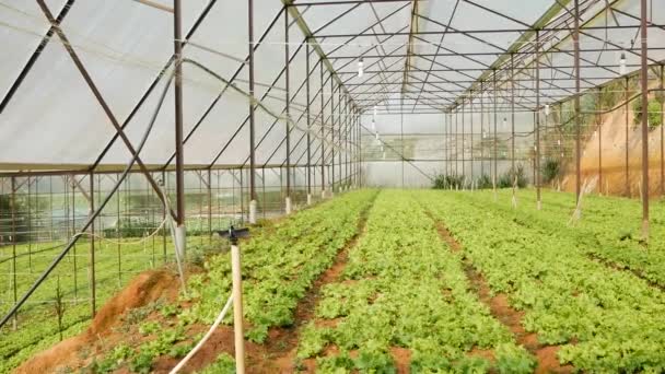 Выращивание зеленого салата в теплице. Сельское хозяйство, органические овощи на ферме, сельское хозяйство — стоковое видео